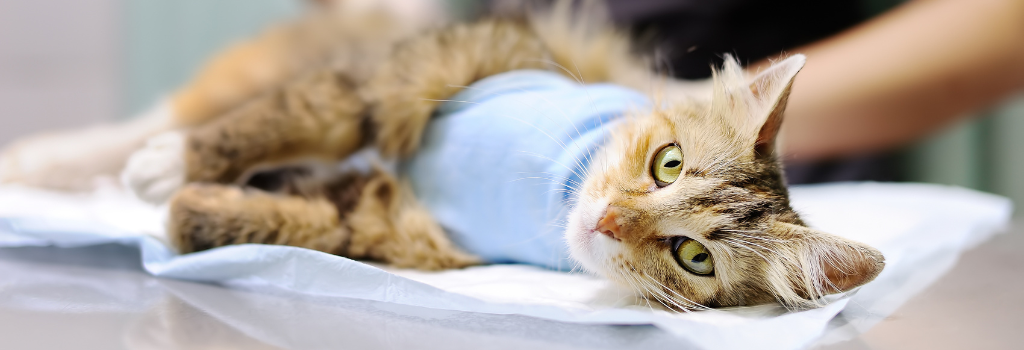 cat vaccination clinic nearby