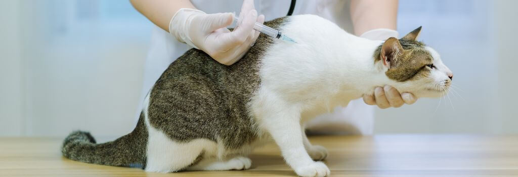 What a Cat Vaccination Hospital in Encino Actually Does